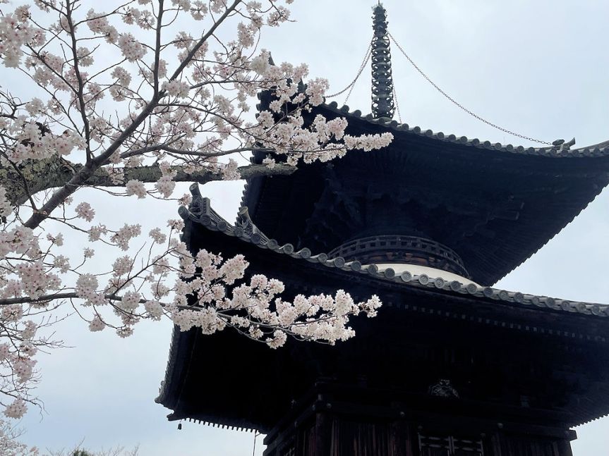 SAKURA　Eifuku-ji temple 2023/03/31